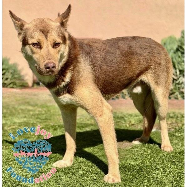 Steve, a ADOPTABLE mixed breed in Inglewood, CA image 1/2