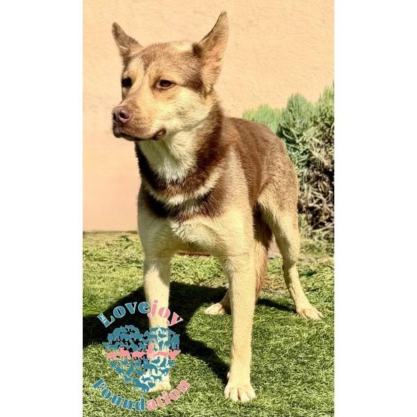 Steve, a ADOPTABLE mixed breed in Inglewood, CA image 2/2