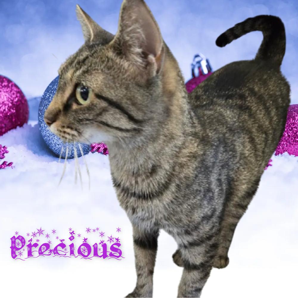 Enlarge Precious, a Adoptable mixed breed in Southbury, CT image 1/2