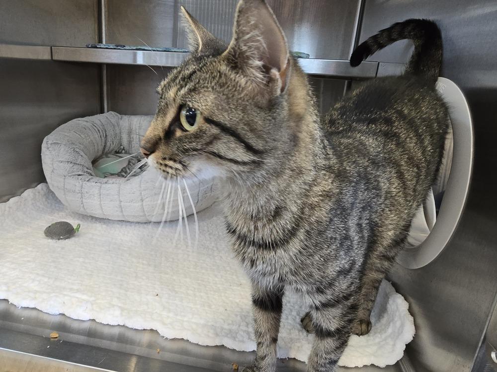 Enlarge Precious, a Adoptable mixed breed in Southbury, CT image 2/2