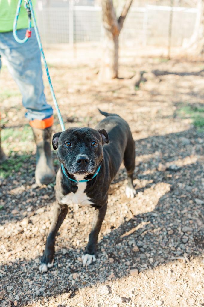 Bro, a Adoptable Pit Bull Terrier in Lawrenceburg, TN image 1/5