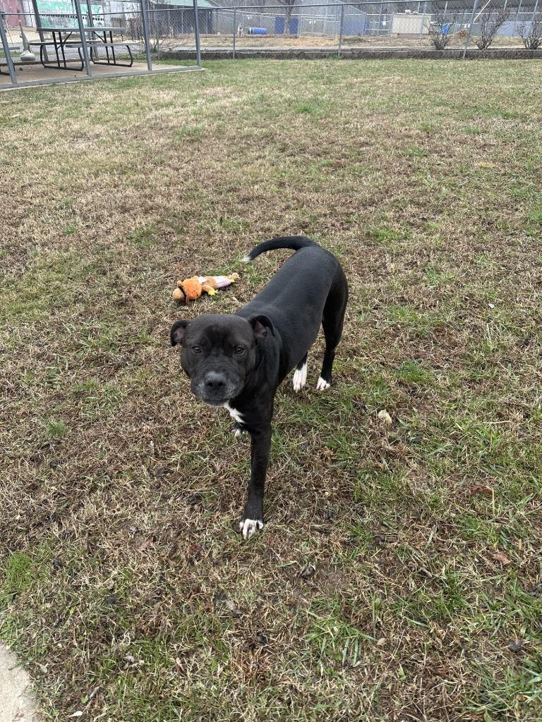 Bro, a Adoptable Pit Bull Terrier in Lawrenceburg, TN image 2/5