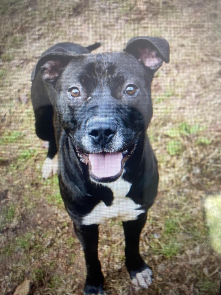 Bro, a Adoptable Pit Bull Terrier in Lawrenceburg, TN image 3/5