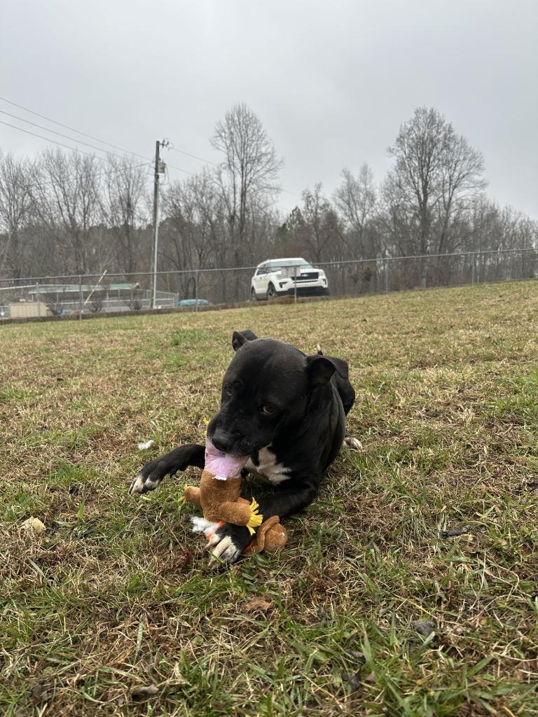 Bro, a Adoptable Pit Bull Terrier in Lawrenceburg, TN image 4/5