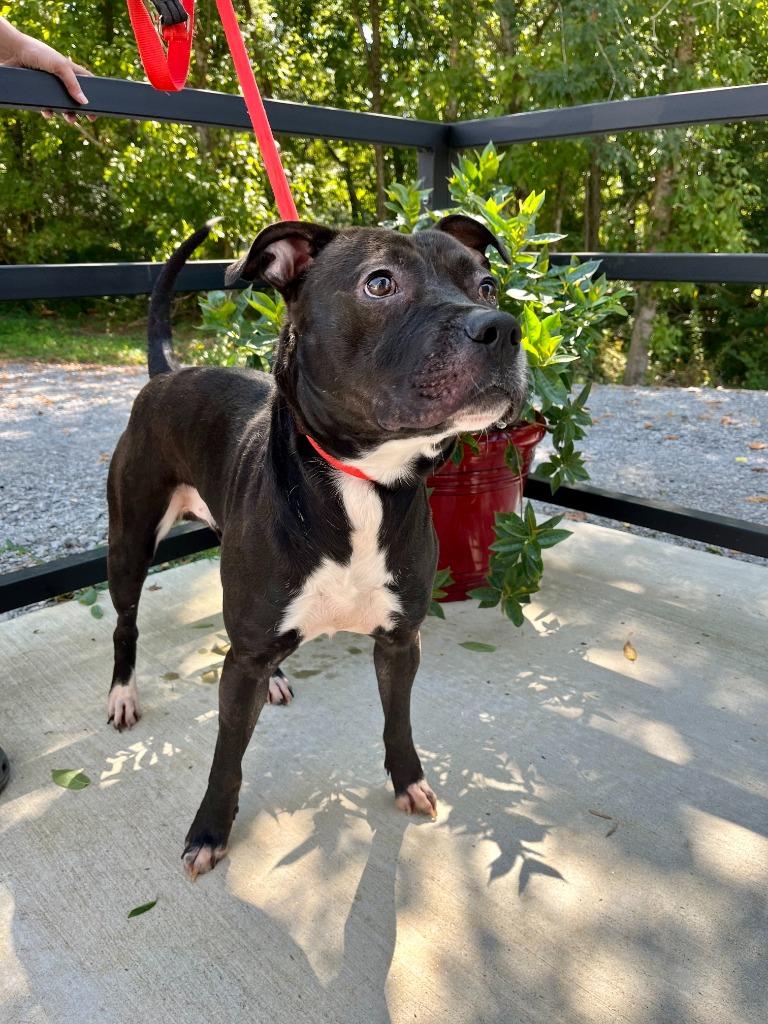 Bro, a Adoptable Pit Bull Terrier in Lawrenceburg, TN image 5/5