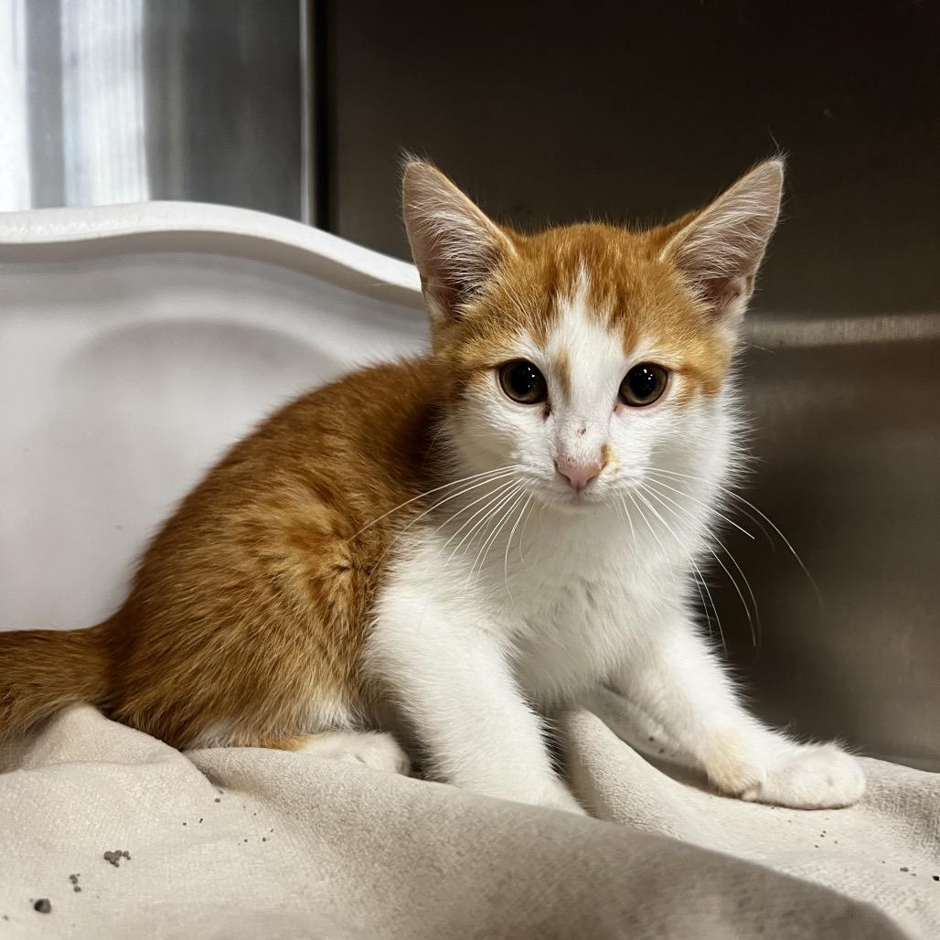 Evan, Adoptable, Young Male Domestic Short Hair.