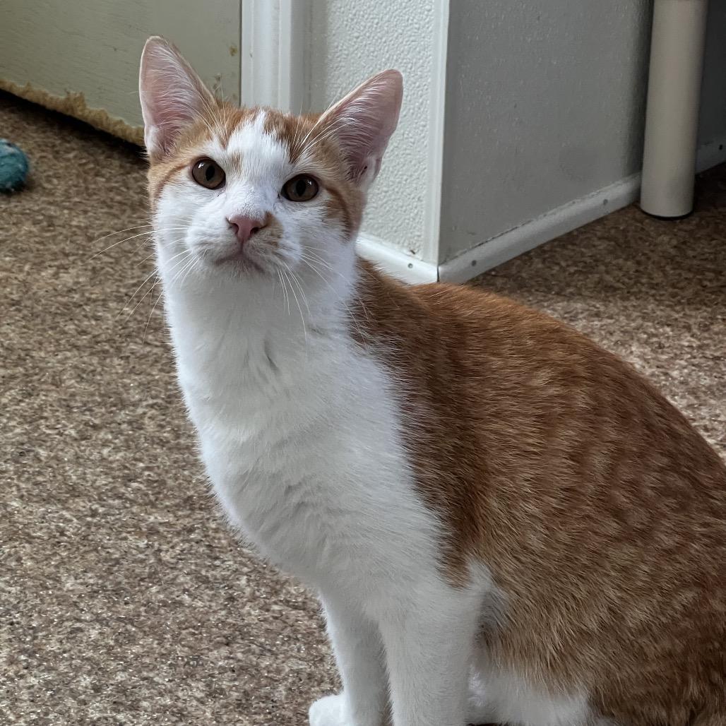 Enlarge Evan, a Adoptable Domestic Short Hair in Harrisville, WV image 2/2