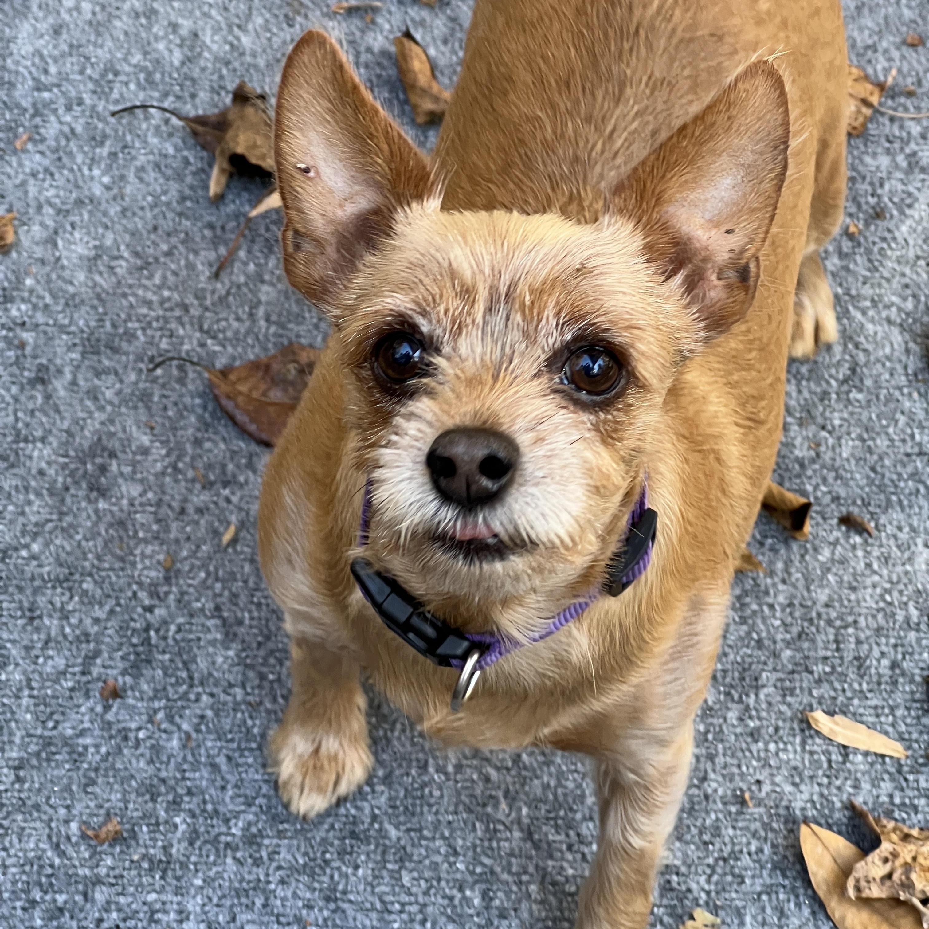 Lexi, a Adopted mixed breed in High Point, NC image 2/5