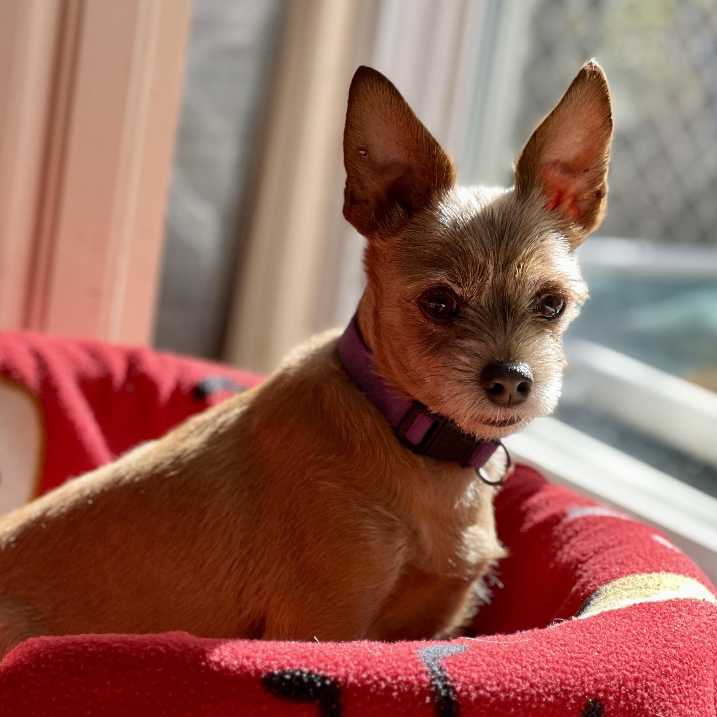 Lexi, a Adopted mixed breed in High Point, NC image 3/5