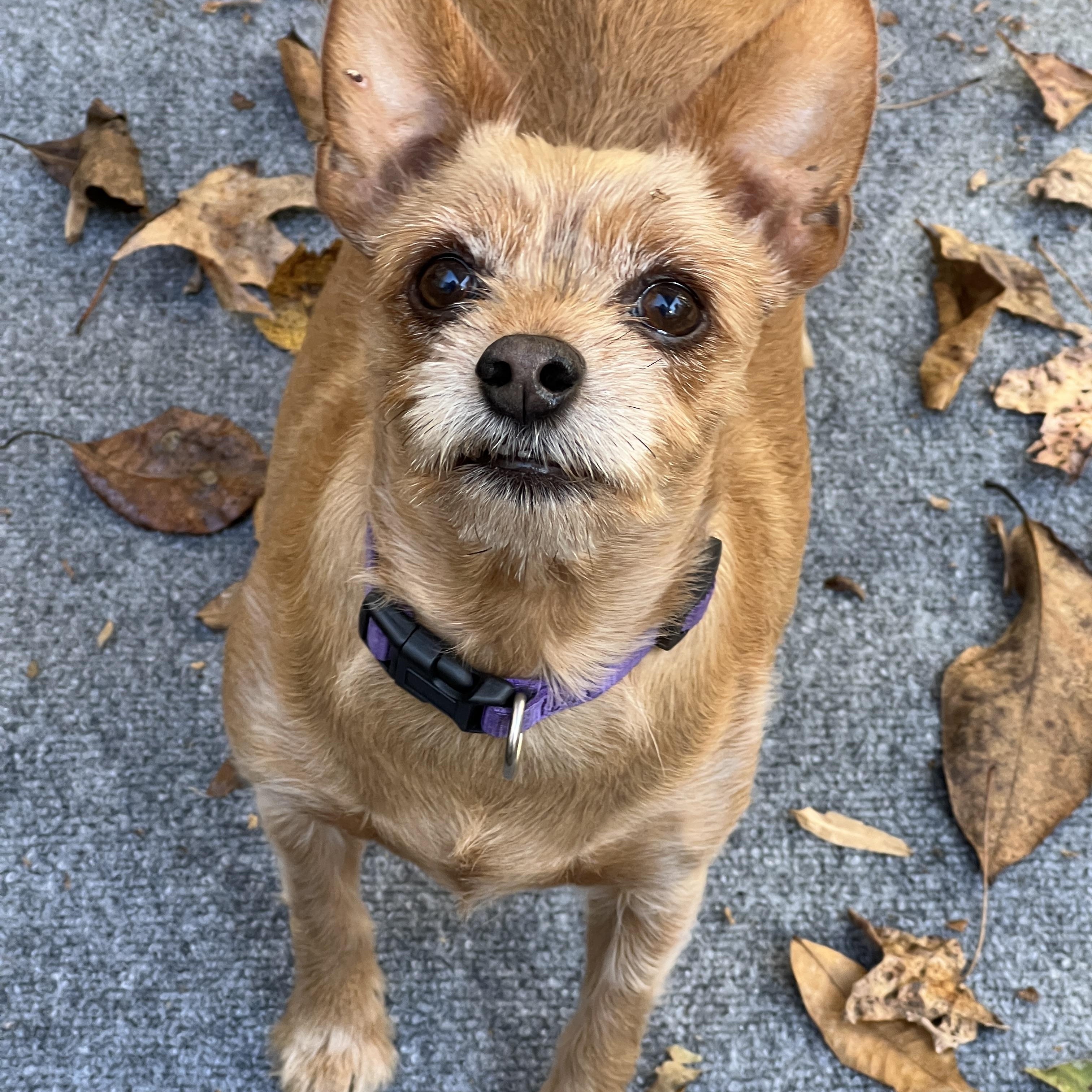 Lexi, a Adopted mixed breed in High Point, NC image 4/5