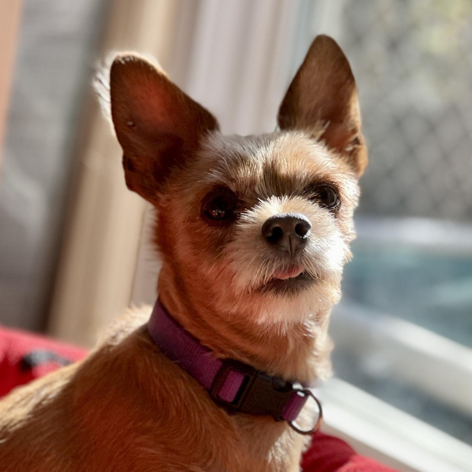 Lexi, a Adopted mixed breed in High Point, NC image 5/5