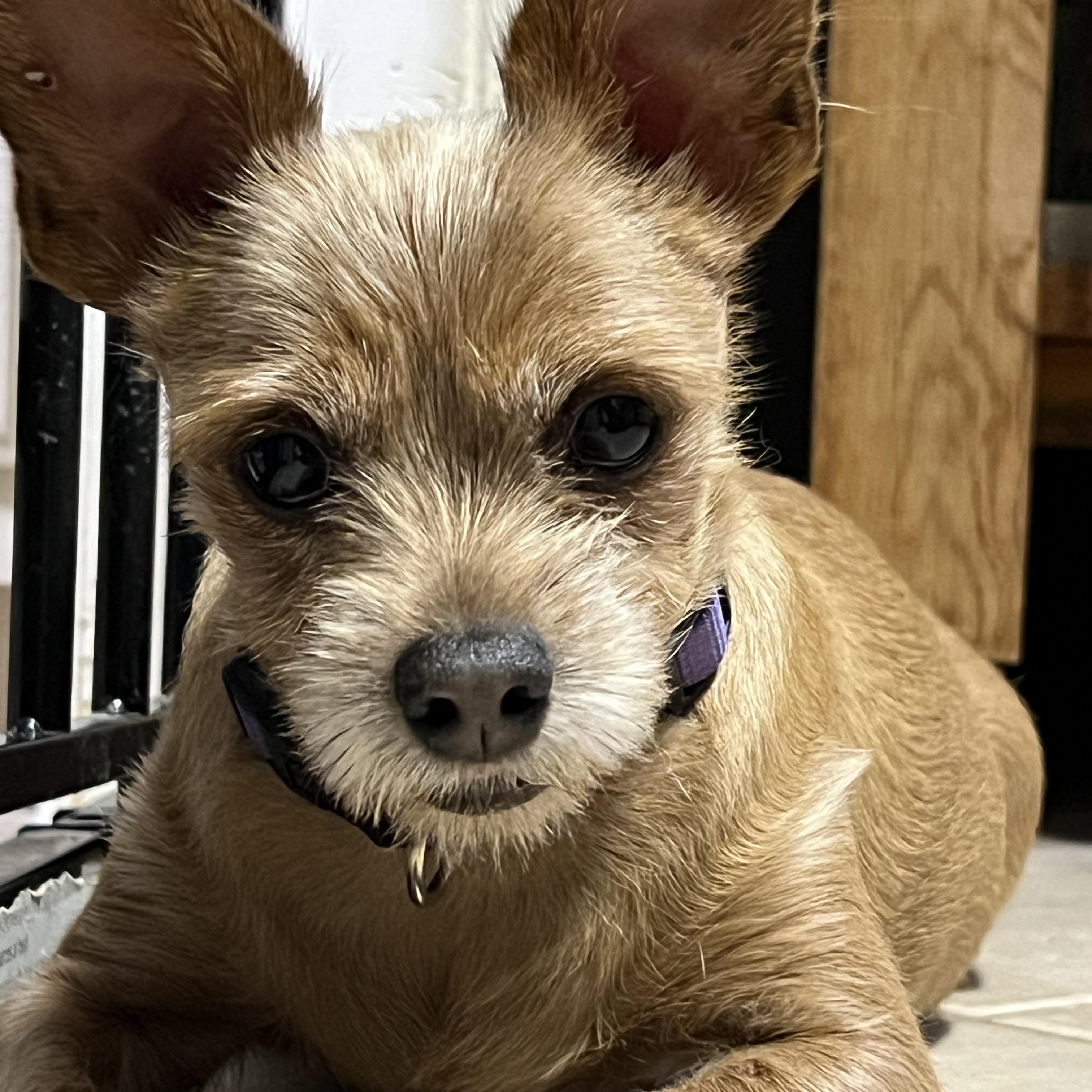 Lexi, a Adopted mixed breed in High Point, NC image 1/5