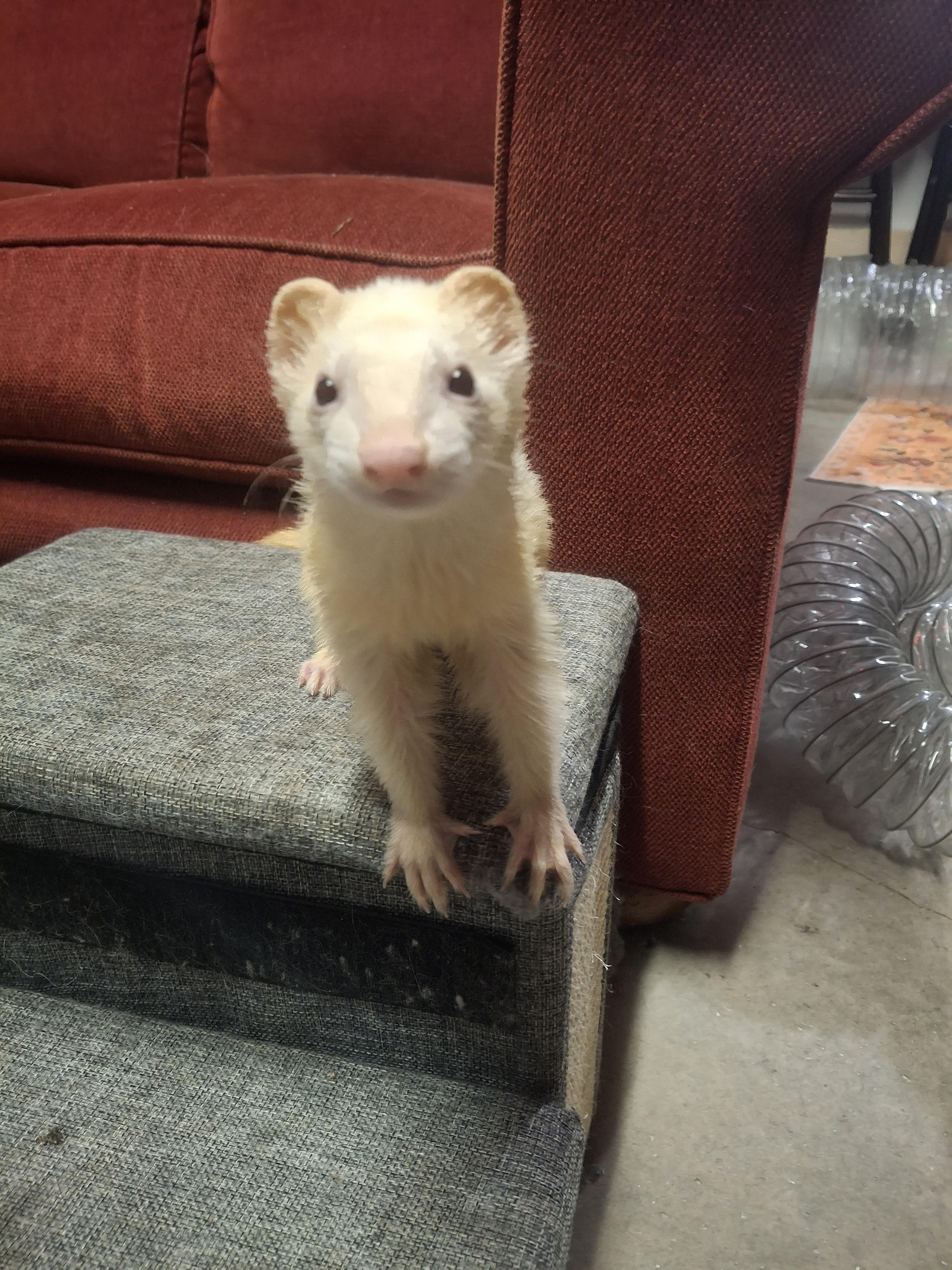 Enlarge Baba, a Adopted Ferret in Lake worth, FL image 1/1