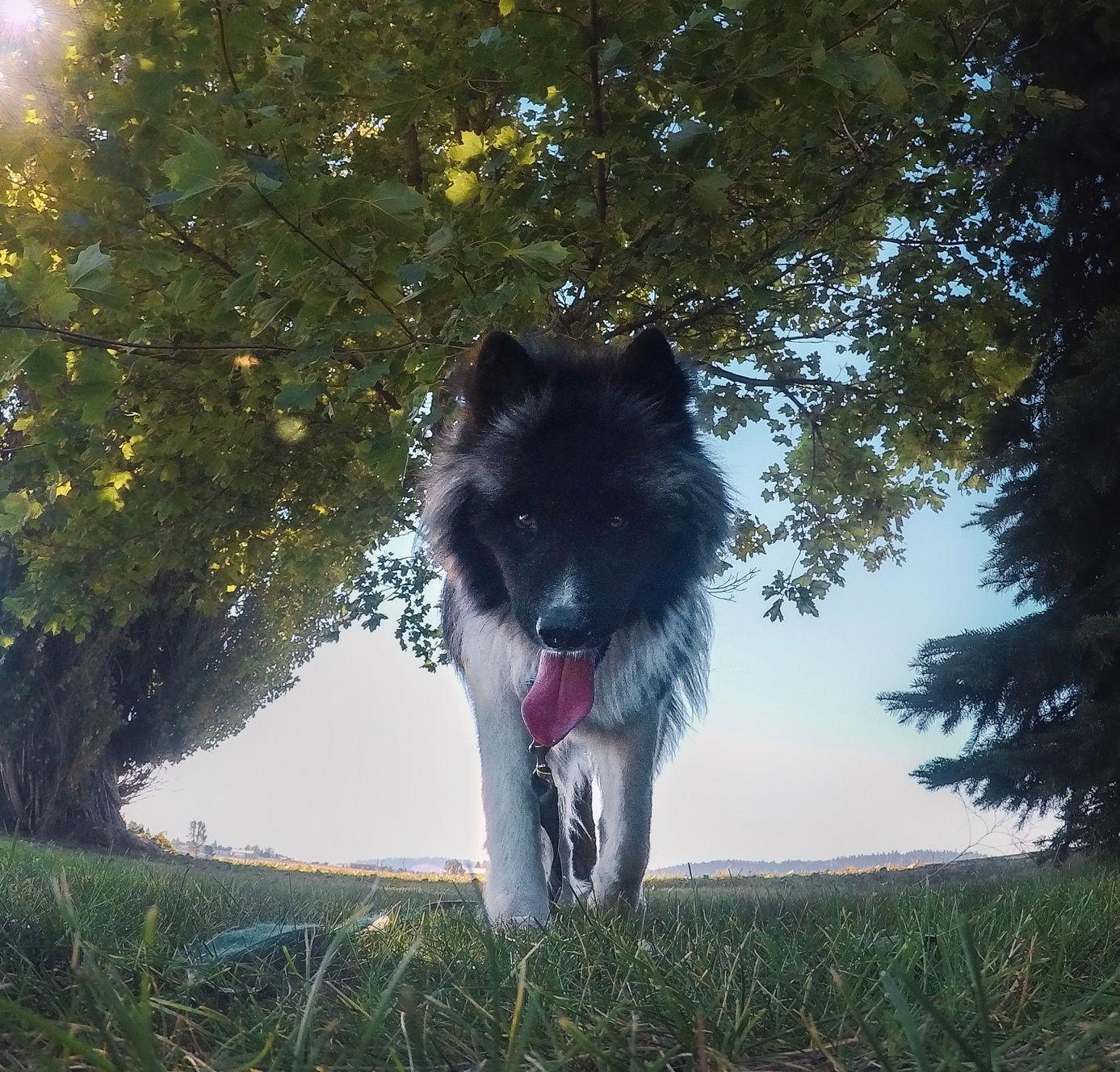 MAGGIE, Adoptable, Adult Female Akita & Alaskan Malamute.