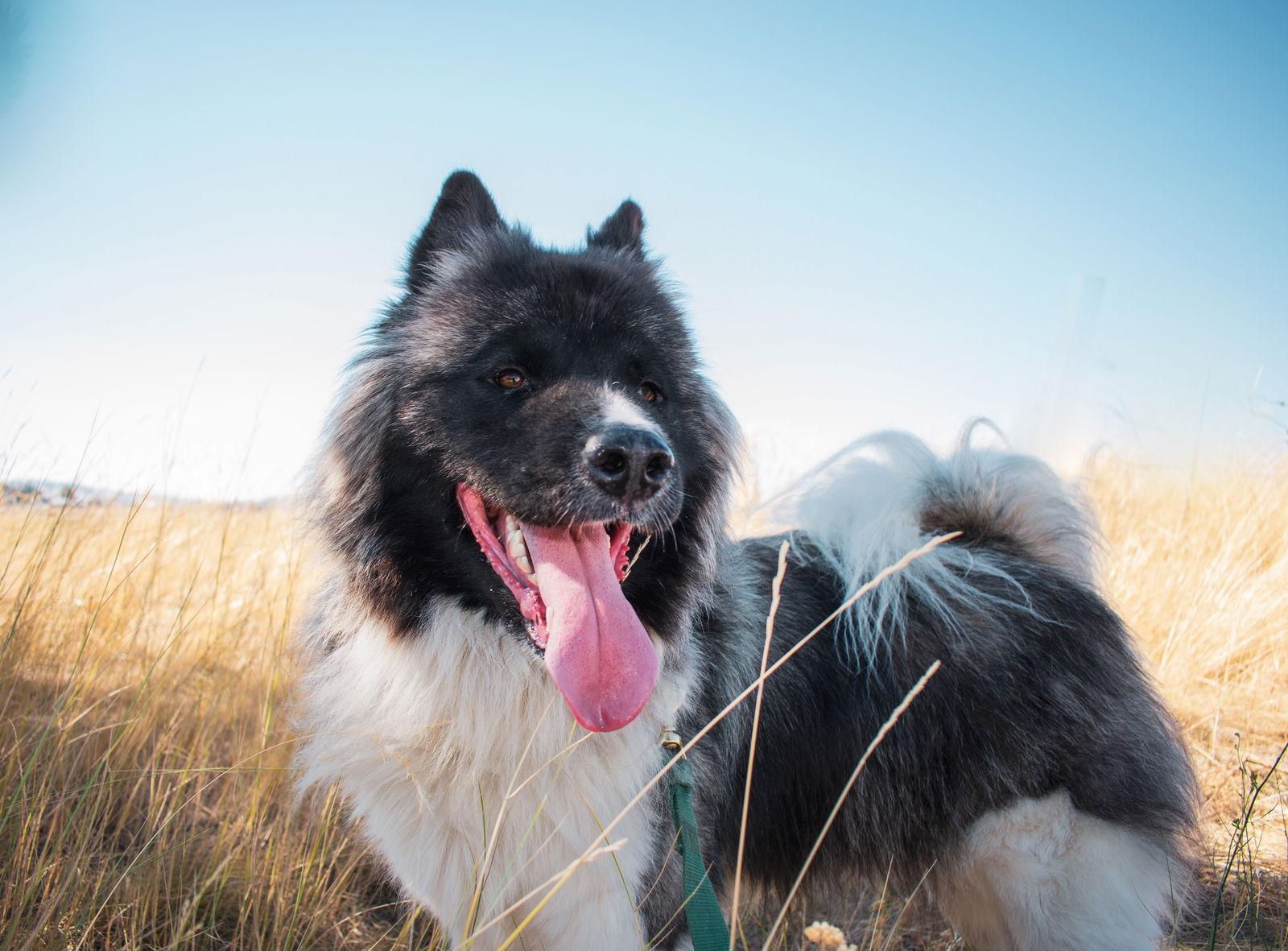 Enlarge MAGGIE, a Adoptable mixed breed in Seattle, WA image 2/3