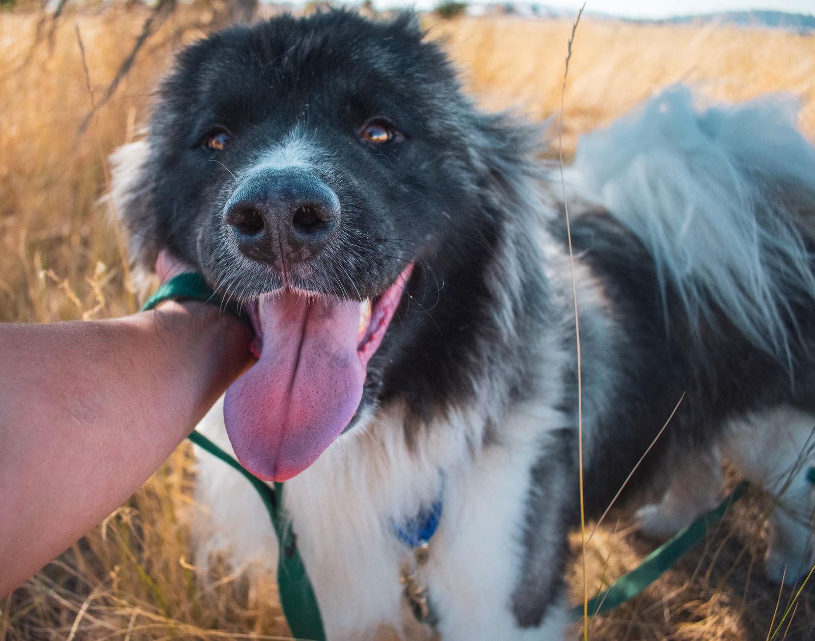 Enlarge MAGGIE, a Adoptable mixed breed in Seattle, WA image 3/3