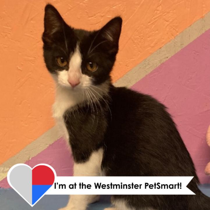 Enlarge Treeline, a Adoptable mixed breed in Westminster, CO image 1/4