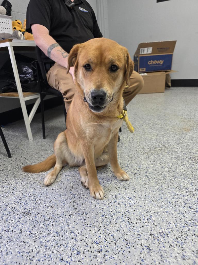 Enlarge Golden, a Adoptable mixed breed in Holbrook, AZ image 1/1