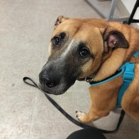 Opie, a Adoptable mixed breed in Quakertown, PA image 2/6