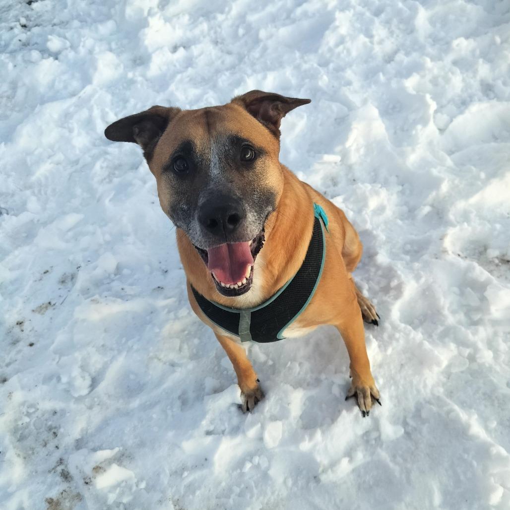 Opie, a Adoptable mixed breed in Quakertown, PA image 3/6