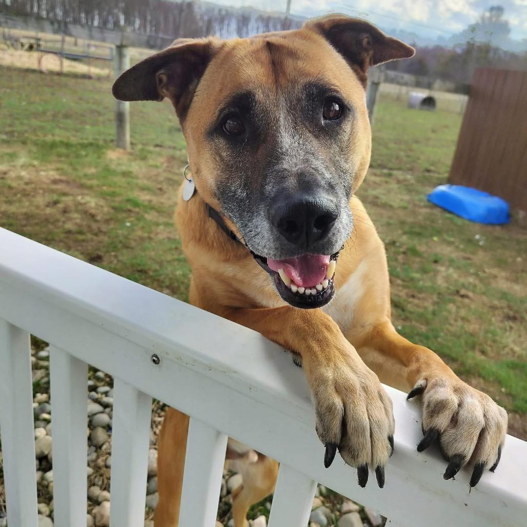 Opie, a Adoptable mixed breed in Quakertown, PA image 5/6