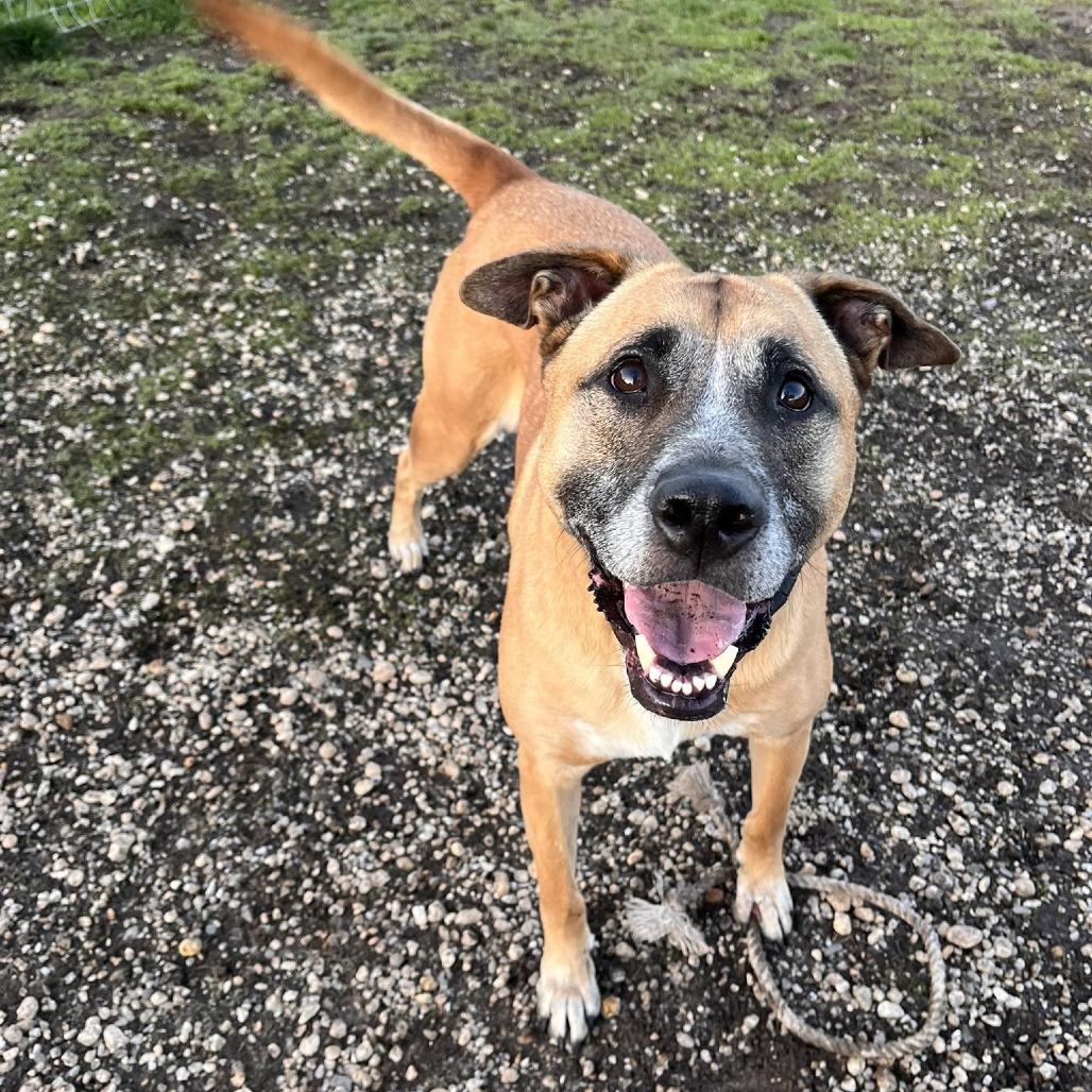 Opie, a Adoptable mixed breed in Quakertown, PA image 6/6