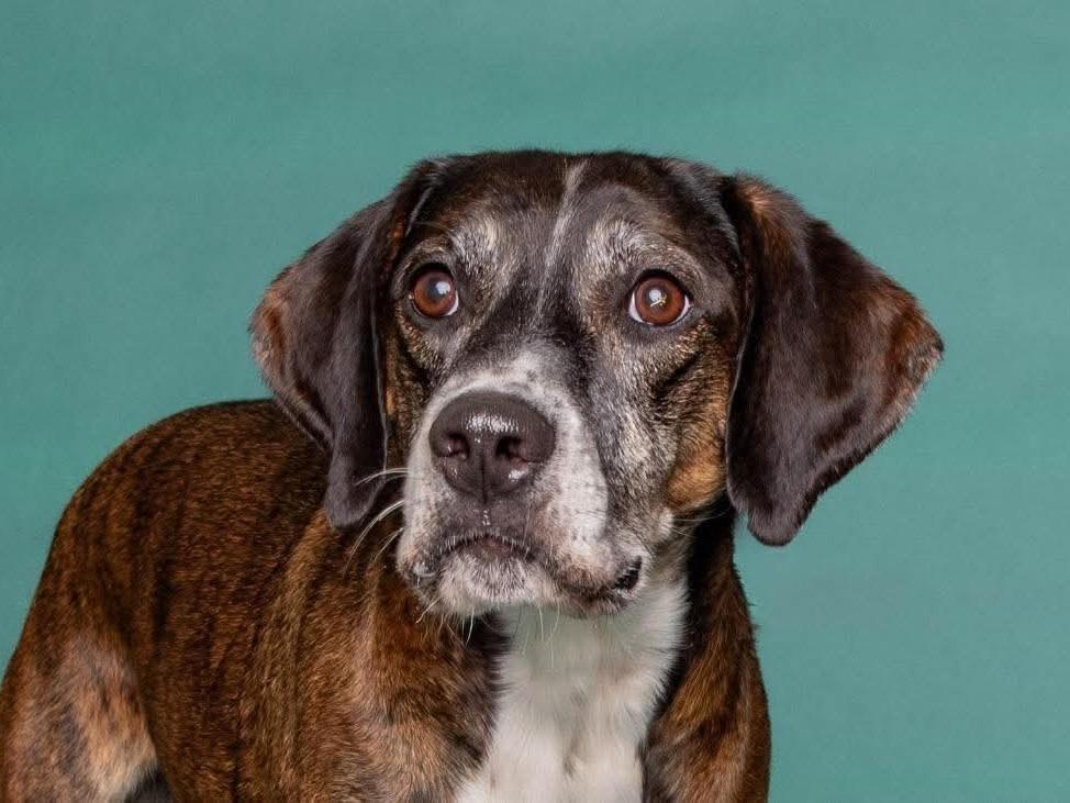 Enlarge Dody, a Adoptable mixed breed in Salt Lake City, UT image 1/2