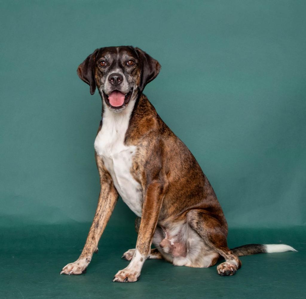 Enlarge Dody, a Adoptable mixed breed in Salt Lake City, UT image 2/2