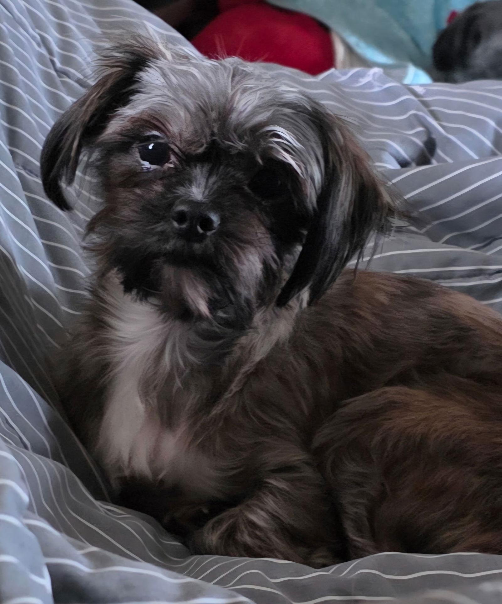 Enlarge Lulu, a Adoptable mixed breed in Tenafly, NJ image 1/1