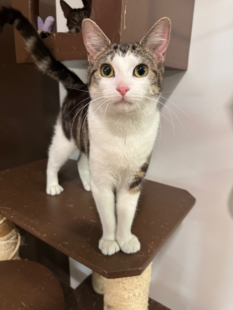Diana, an adopted Domestic Short Hair in New Haven, CT_image-1