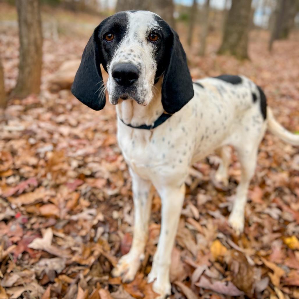 Magpie, Adoptable, Adult Female Hound.