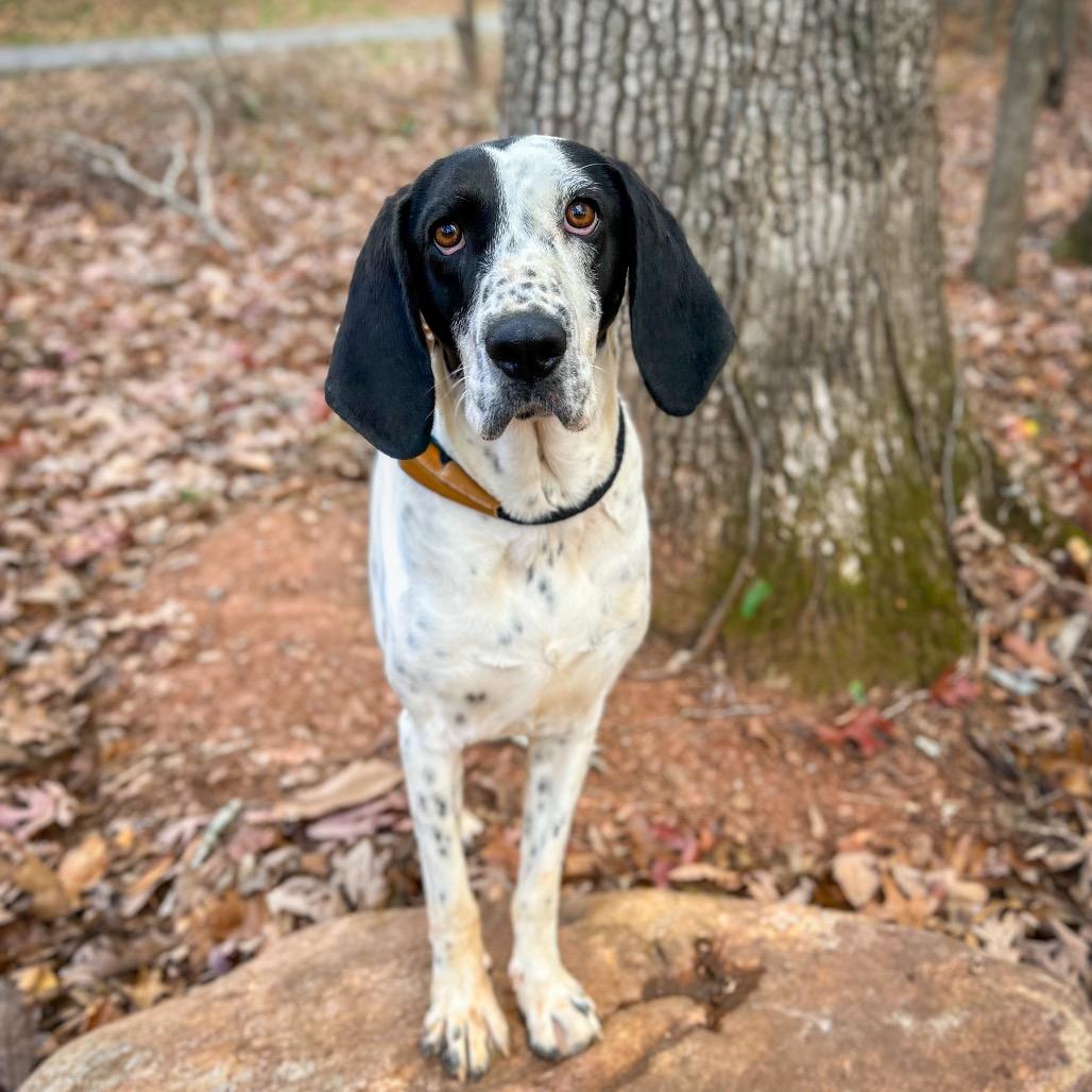 Enlarge Magpie, a Adoptable Hound in Rocky Mount, VA image 2/5