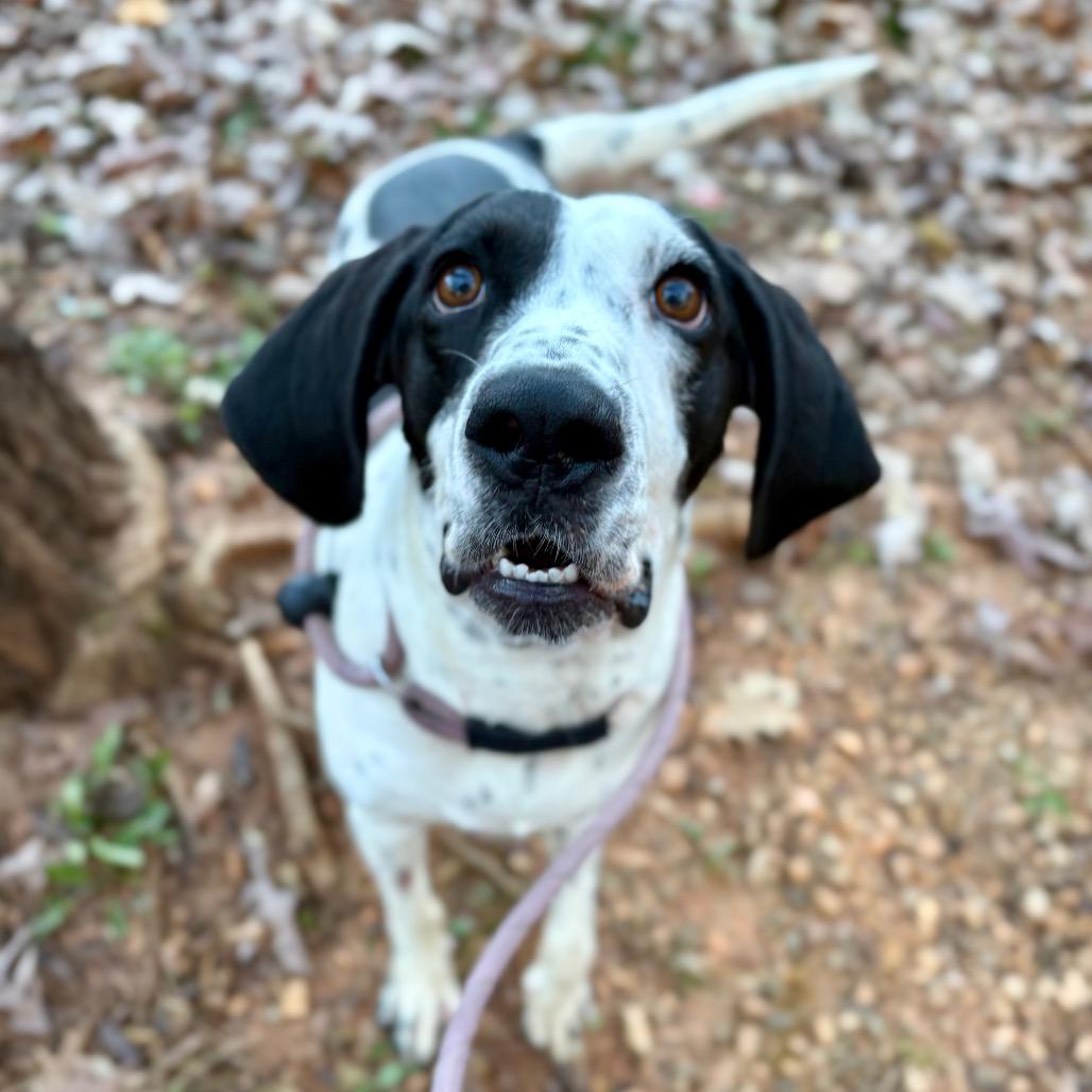 Enlarge Magpie, a Adoptable Hound in Rocky Mount, VA image 3/5