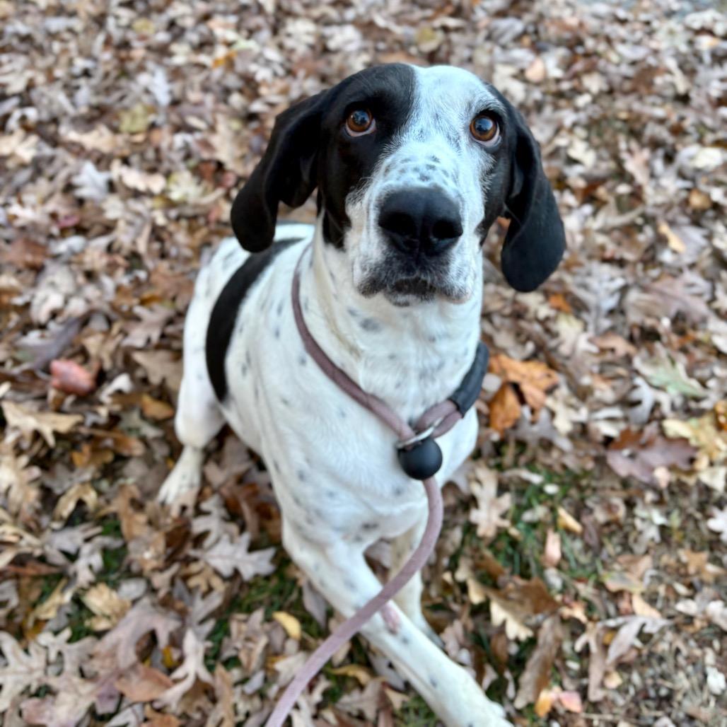 Enlarge Magpie, a Adoptable Hound in Rocky Mount, VA image 4/5