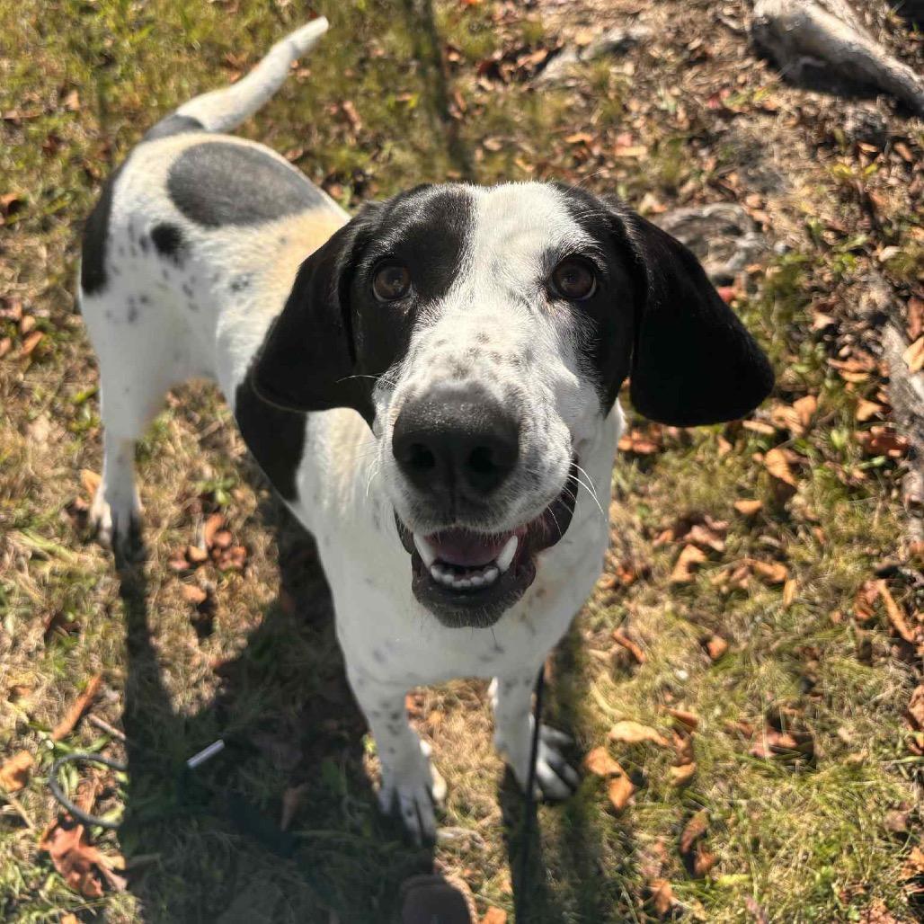 Enlarge Magpie, a Adoptable Hound in Rocky Mount, VA image 5/5