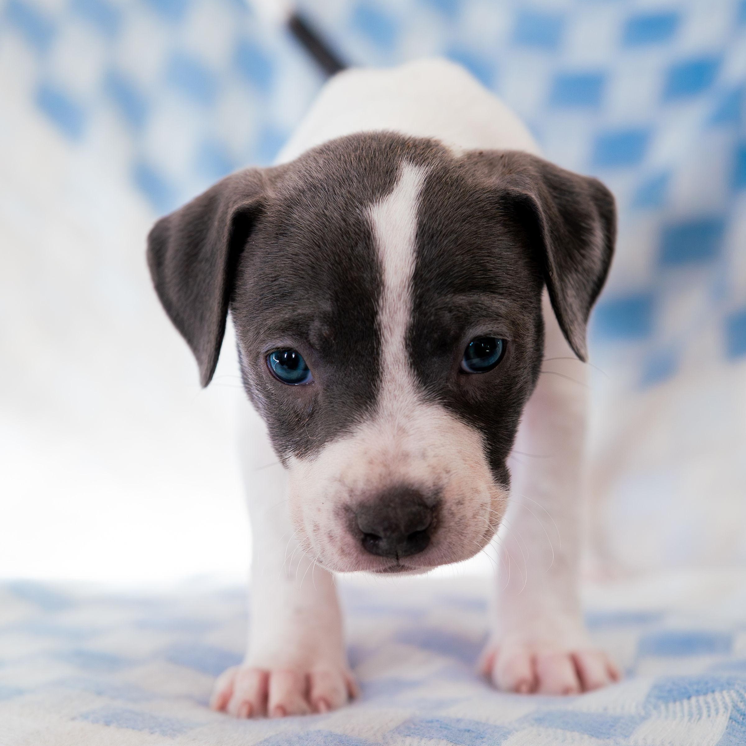 Enlarge Admire, a Adoptable mixed breed in Rock Hill, SC image 5/5