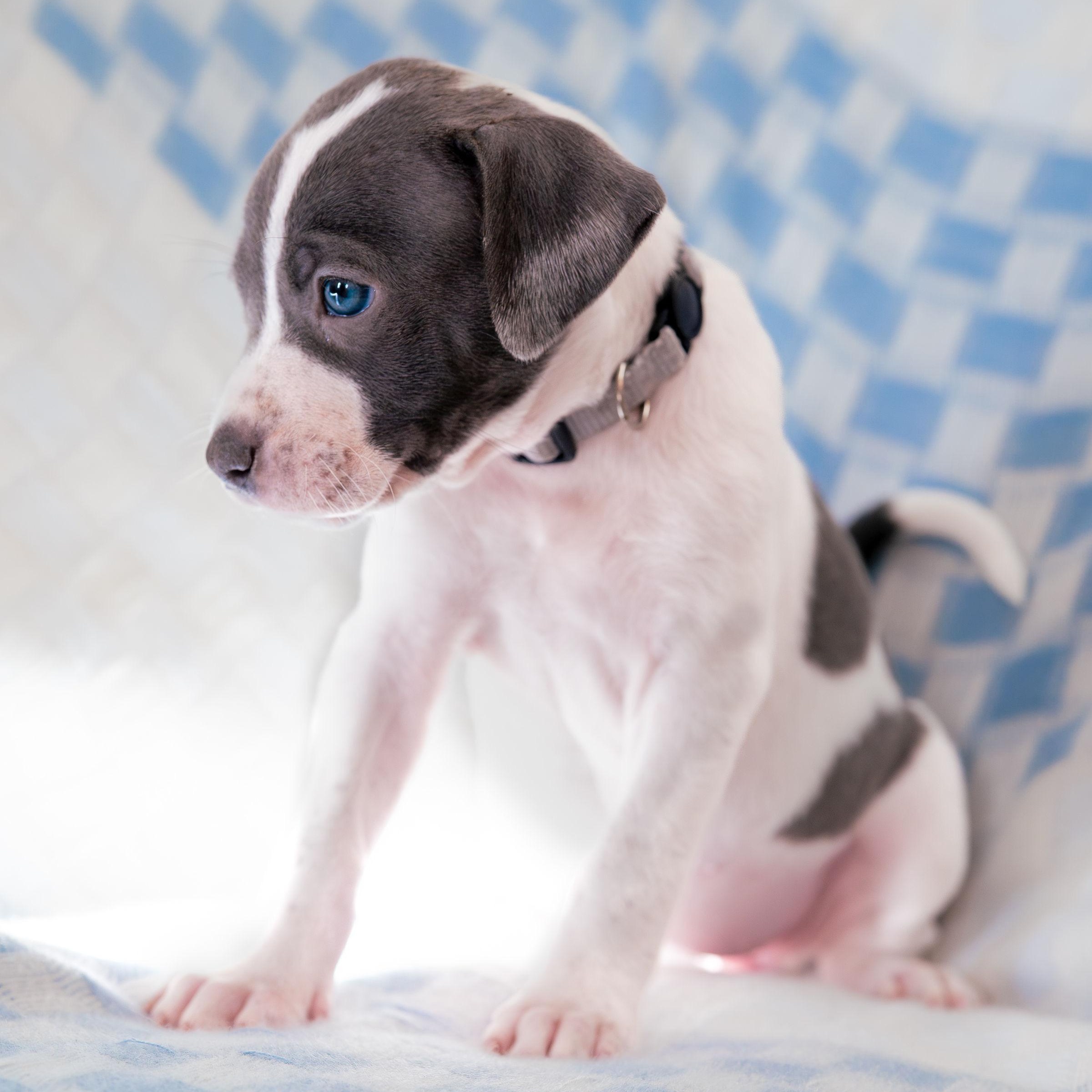 Enlarge Admire, a Adoptable mixed breed in Rock Hill, SC image 3/5