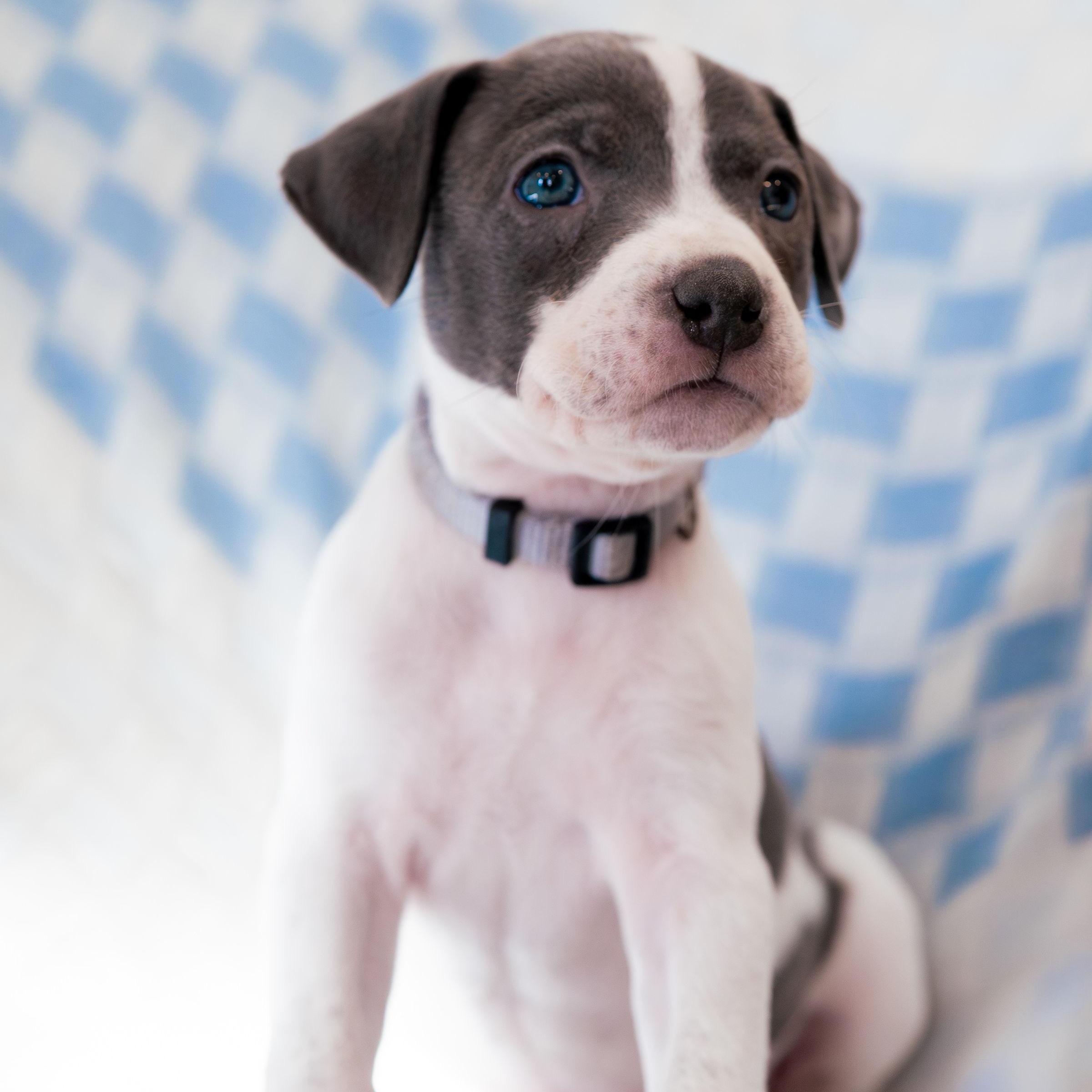 Enlarge Admire, a Adoptable mixed breed in Rock Hill, SC image 2/5