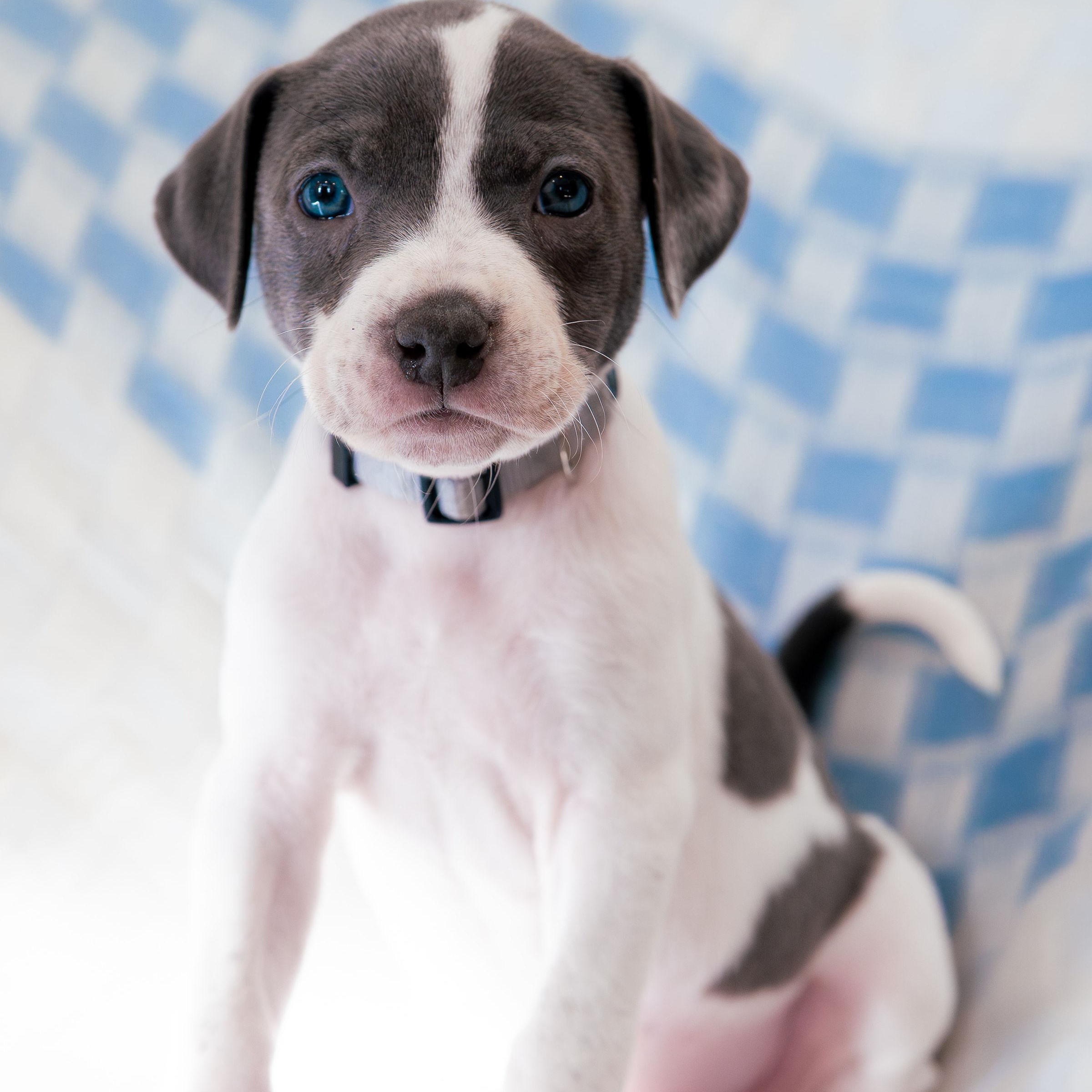 Admire, Adoptable, Puppy Female German Shorthaired Pointer.