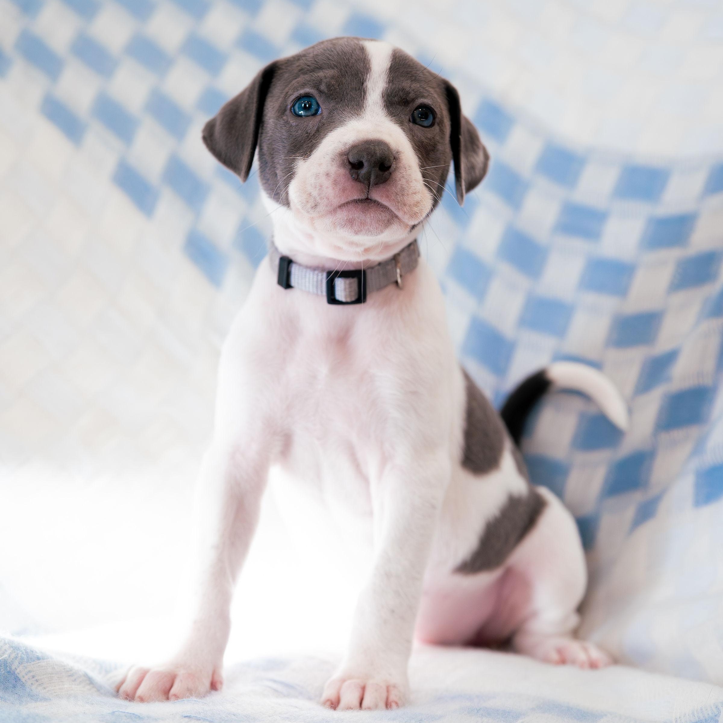 Enlarge Admire, a Adoptable mixed breed in Rock Hill, SC image 4/5