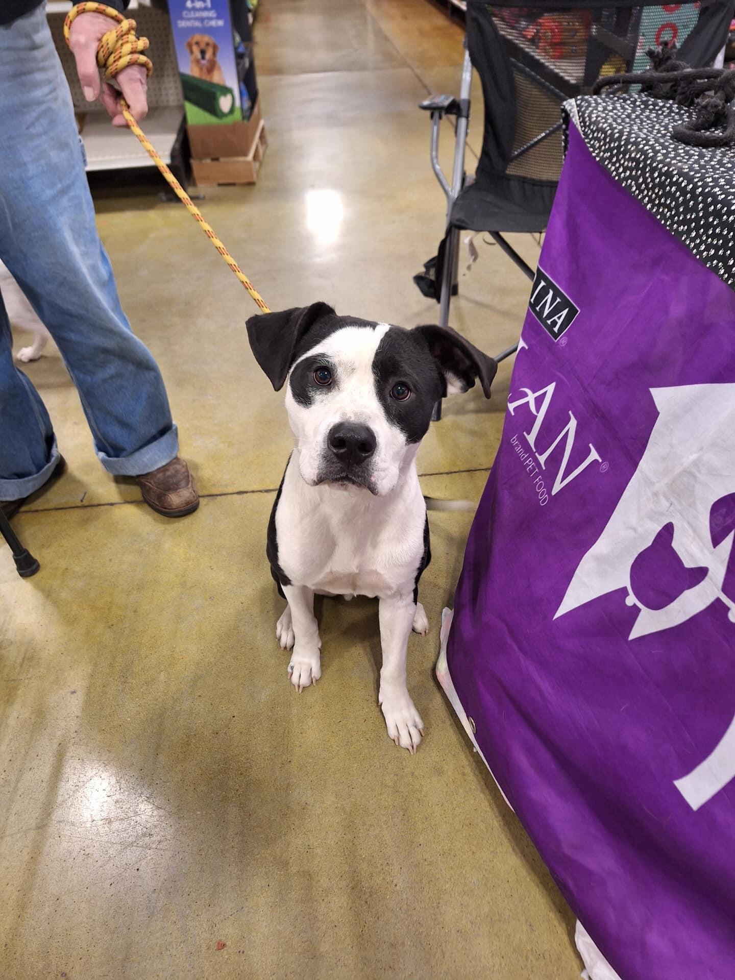 Pyramid, Adoptable, Adult Male American Bully & Pit Bull Terrier.