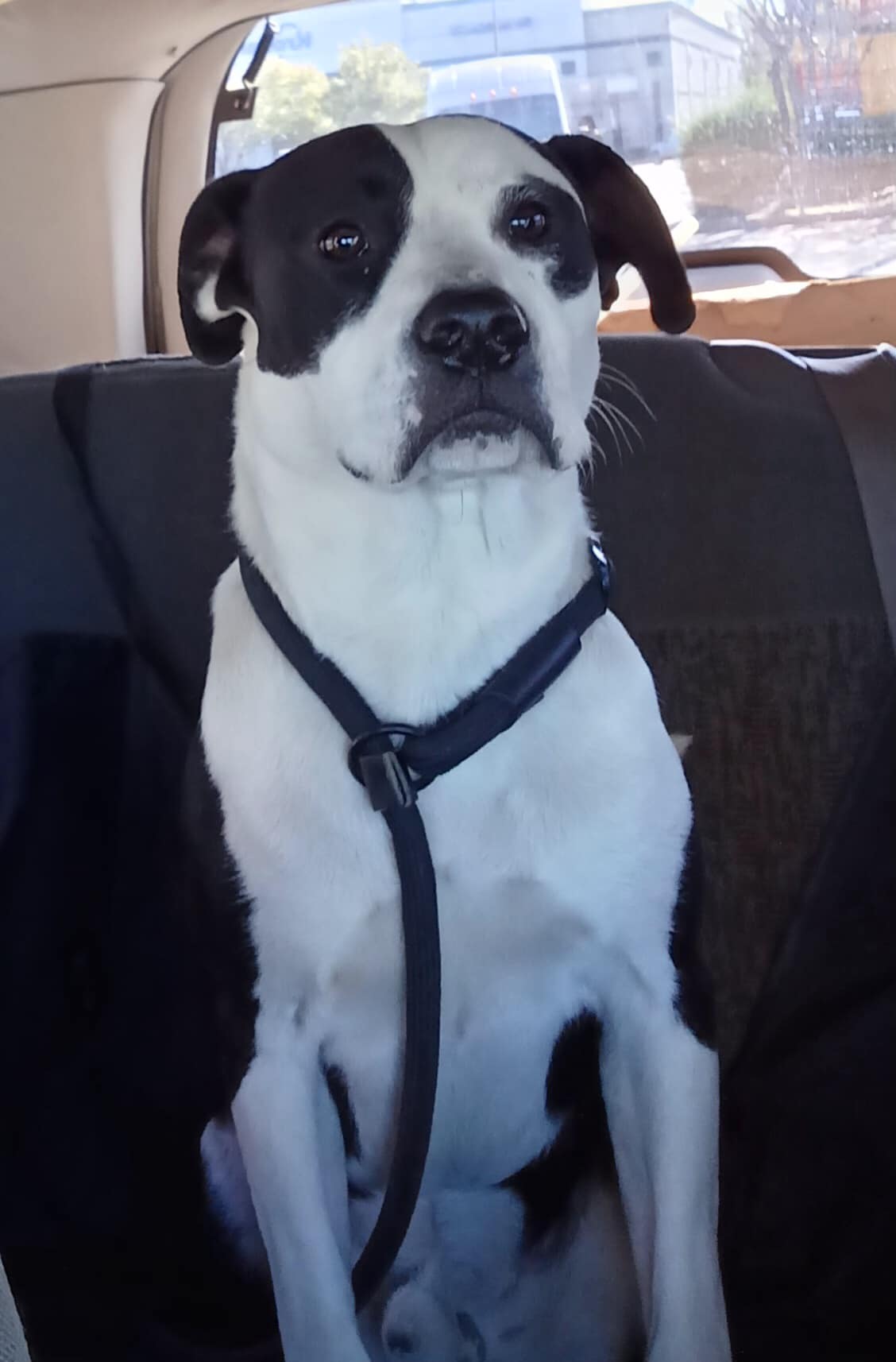 Pyramid, a Adoptable mixed breed in Olive Branch, MS image 6/6