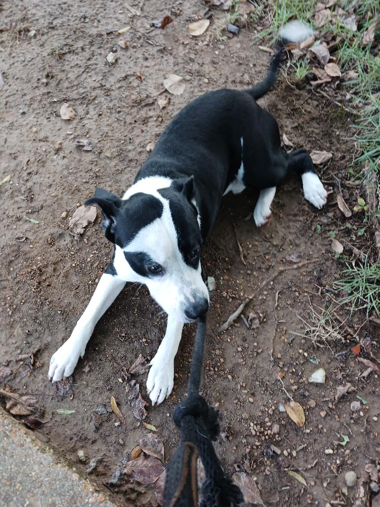 Pyramid, a Adoptable mixed breed in Olive Branch, MS image 4/6