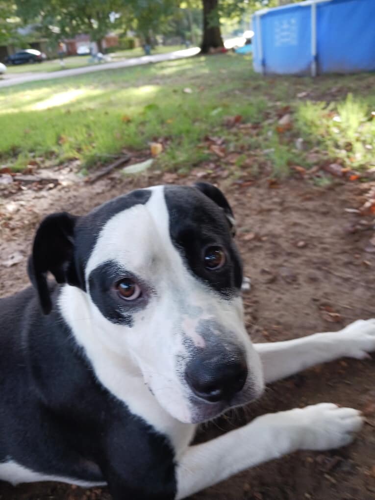 Pyramid, a Adoptable mixed breed in Olive Branch, MS image 5/6