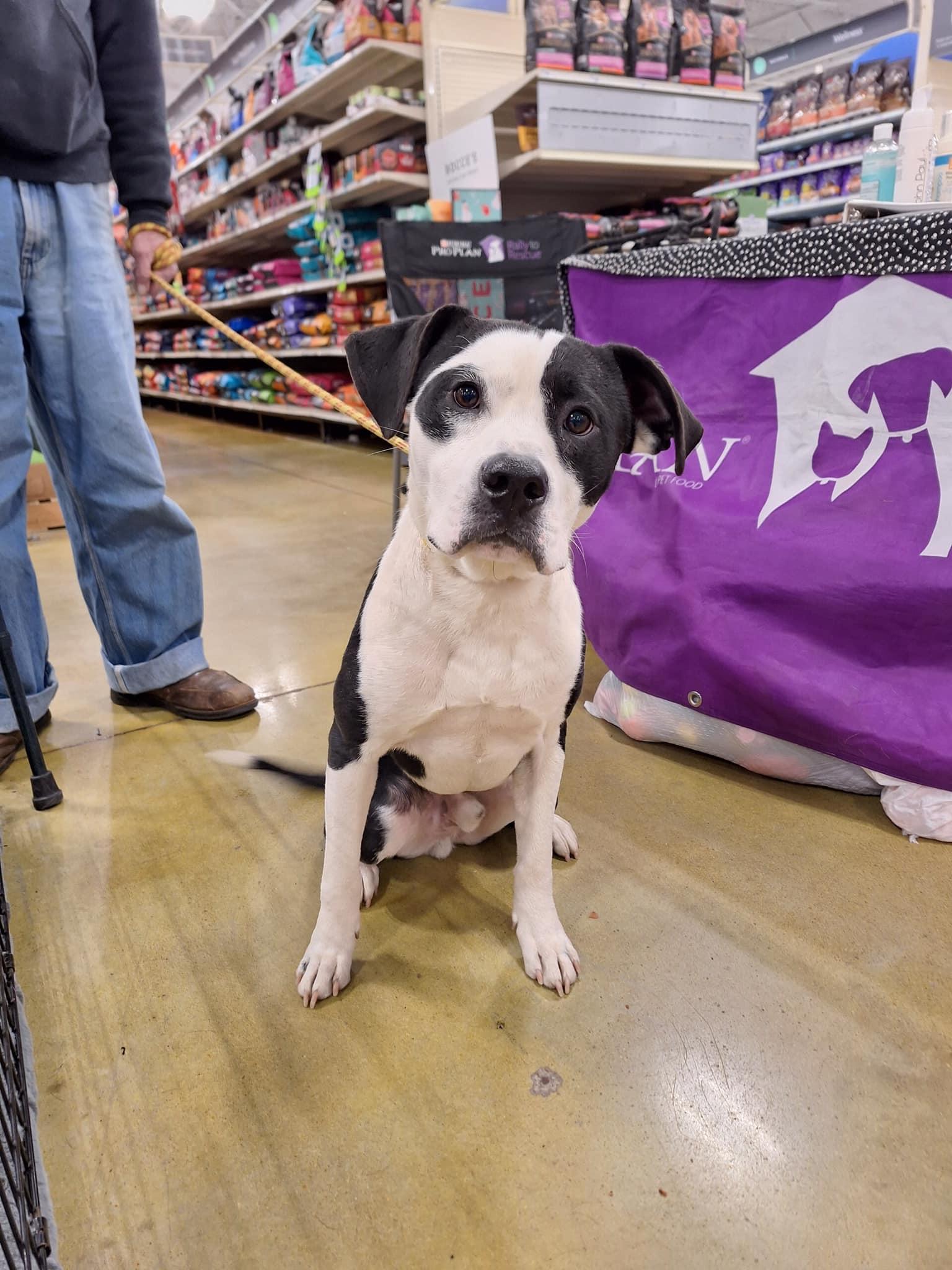 Pyramid, a Adoptable mixed breed in Olive Branch, MS image 2/6