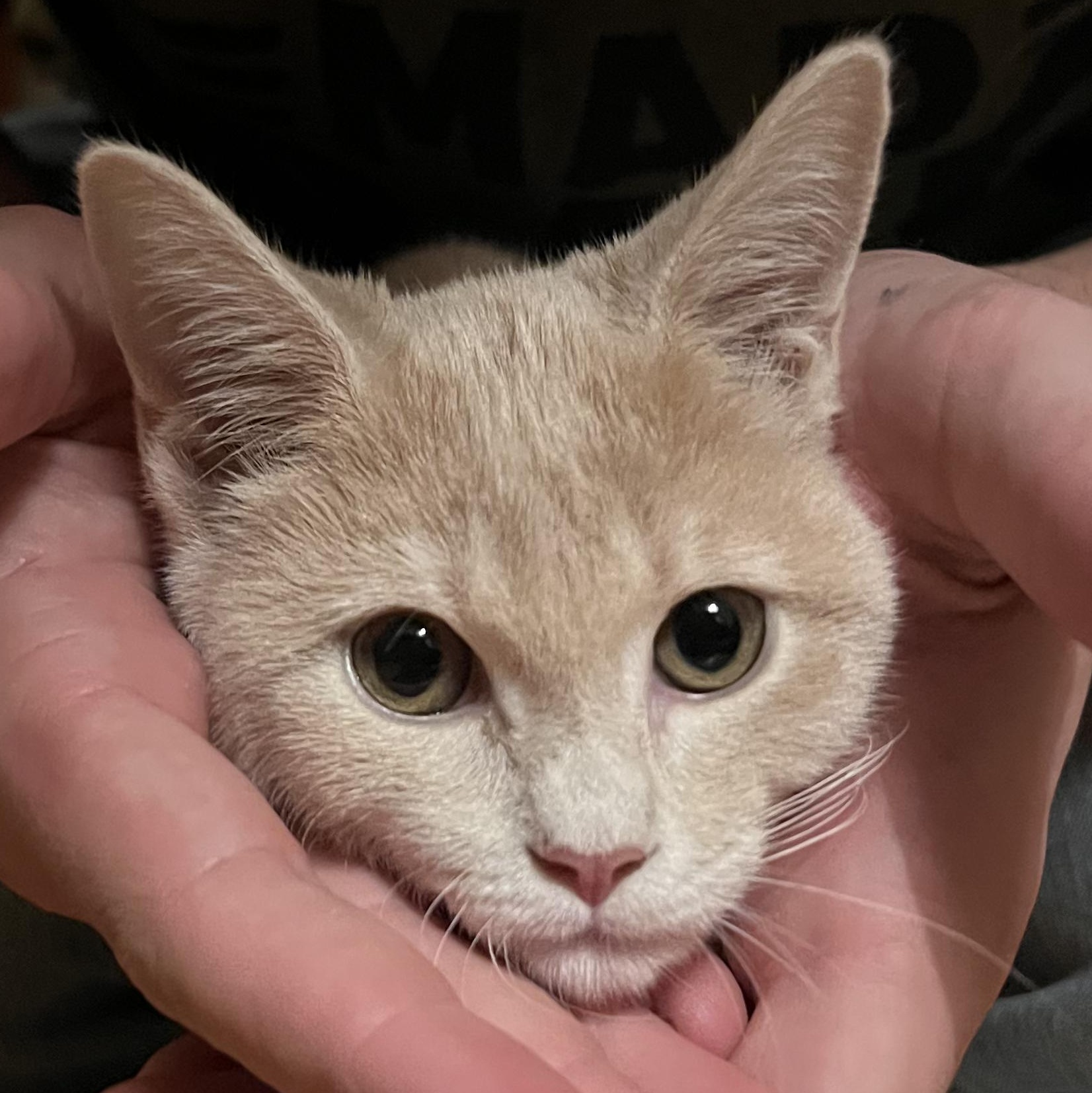 Enlarge Butters (WG), a Adoptable Domestic Short Hair in Huddleston, VA image 4/4