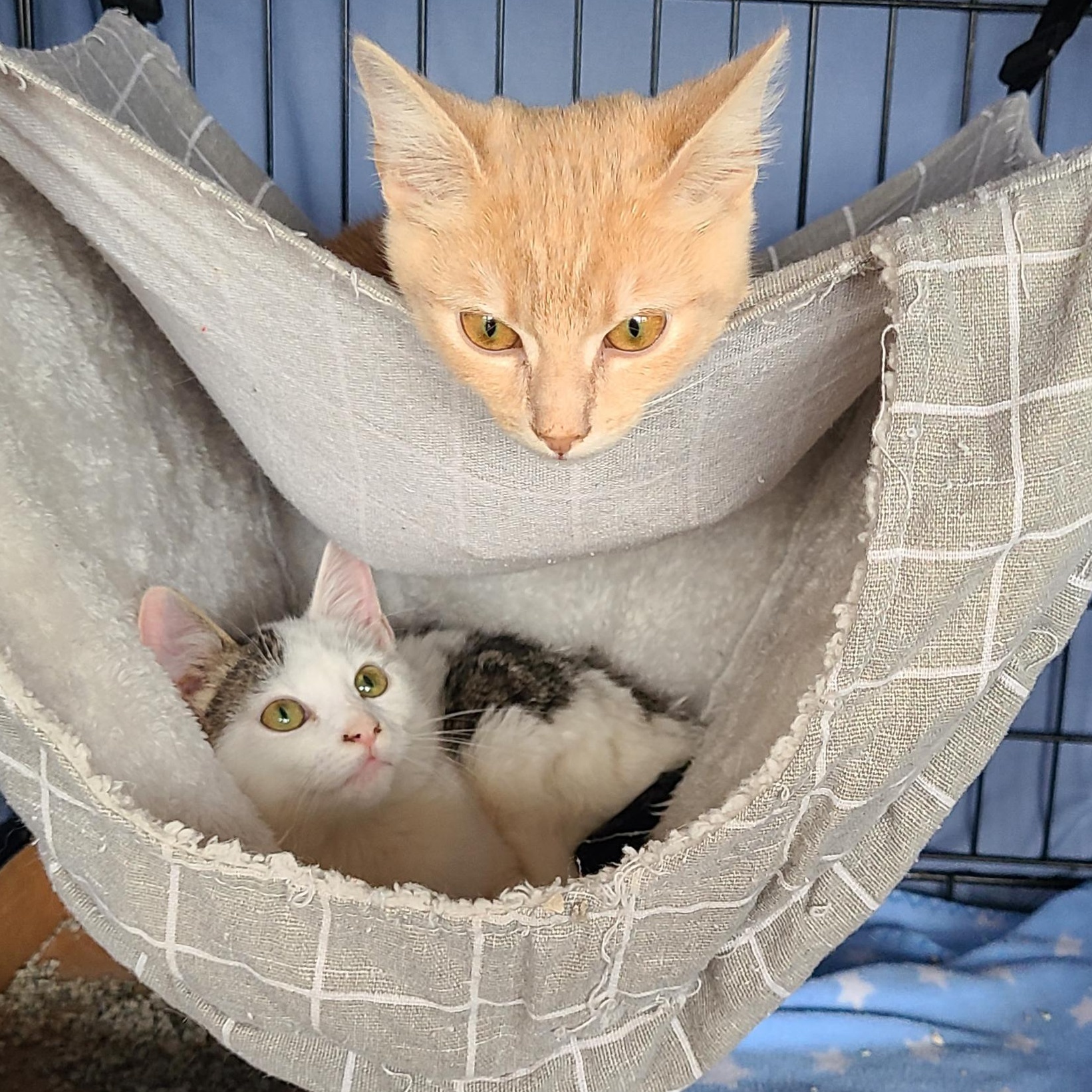 Enlarge Butters (WG), a Adoptable Domestic Short Hair in Huddleston, VA image 3/4