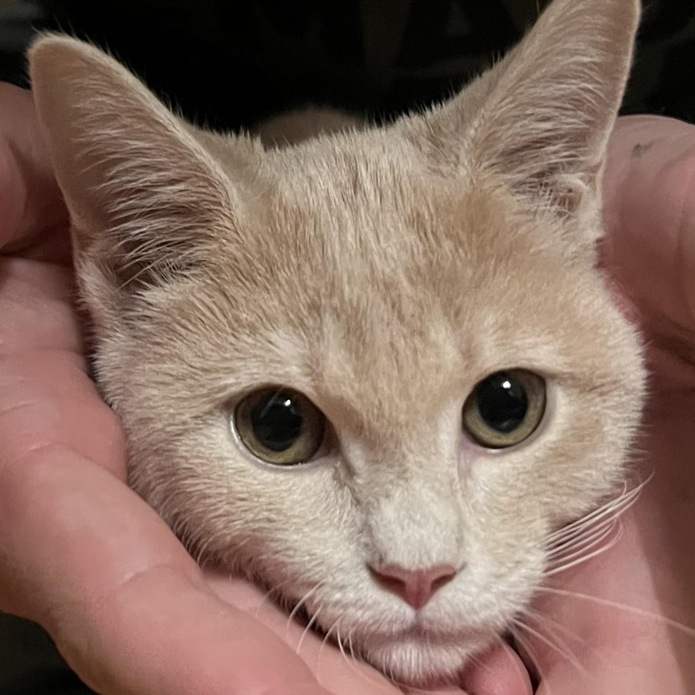 Butters (WG), Adoptable, Kitten Male Domestic Short Hair.