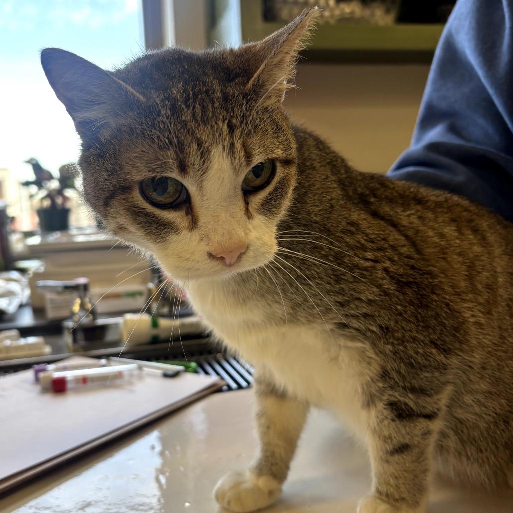 Enlarge Stella, a Adoptable Domestic Short Hair in Garfield, AR image 1/2