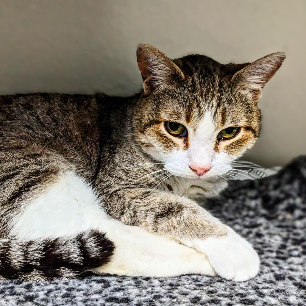 Enlarge Stella, a Adoptable Domestic Short Hair in Garfield, AR image 2/2